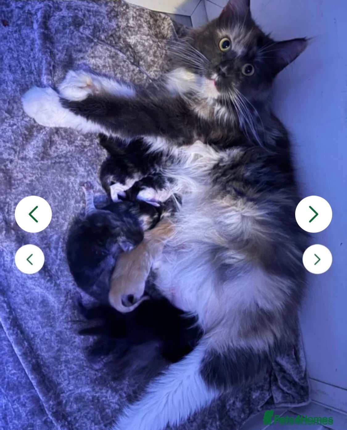 Maine Coon cats 4 STUNNING MAINE COON BABIES  - Advert 4