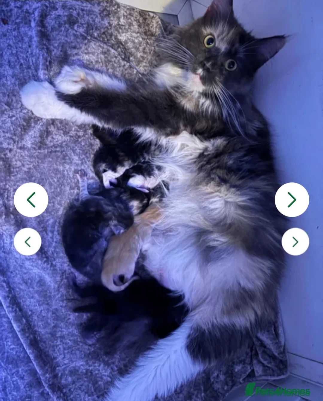 Maine Coon cats for sale: 4 STUNNING MAINE COON BABIES  - Advert 5