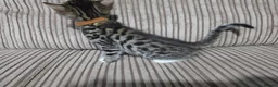 Bengal cats for sale: Bengal X DLH kittens  - Advert 17