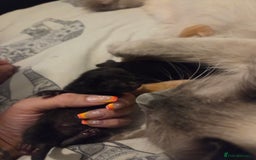 Ragdoll cats for sale: Ragdoll x tabby cat - Image 27