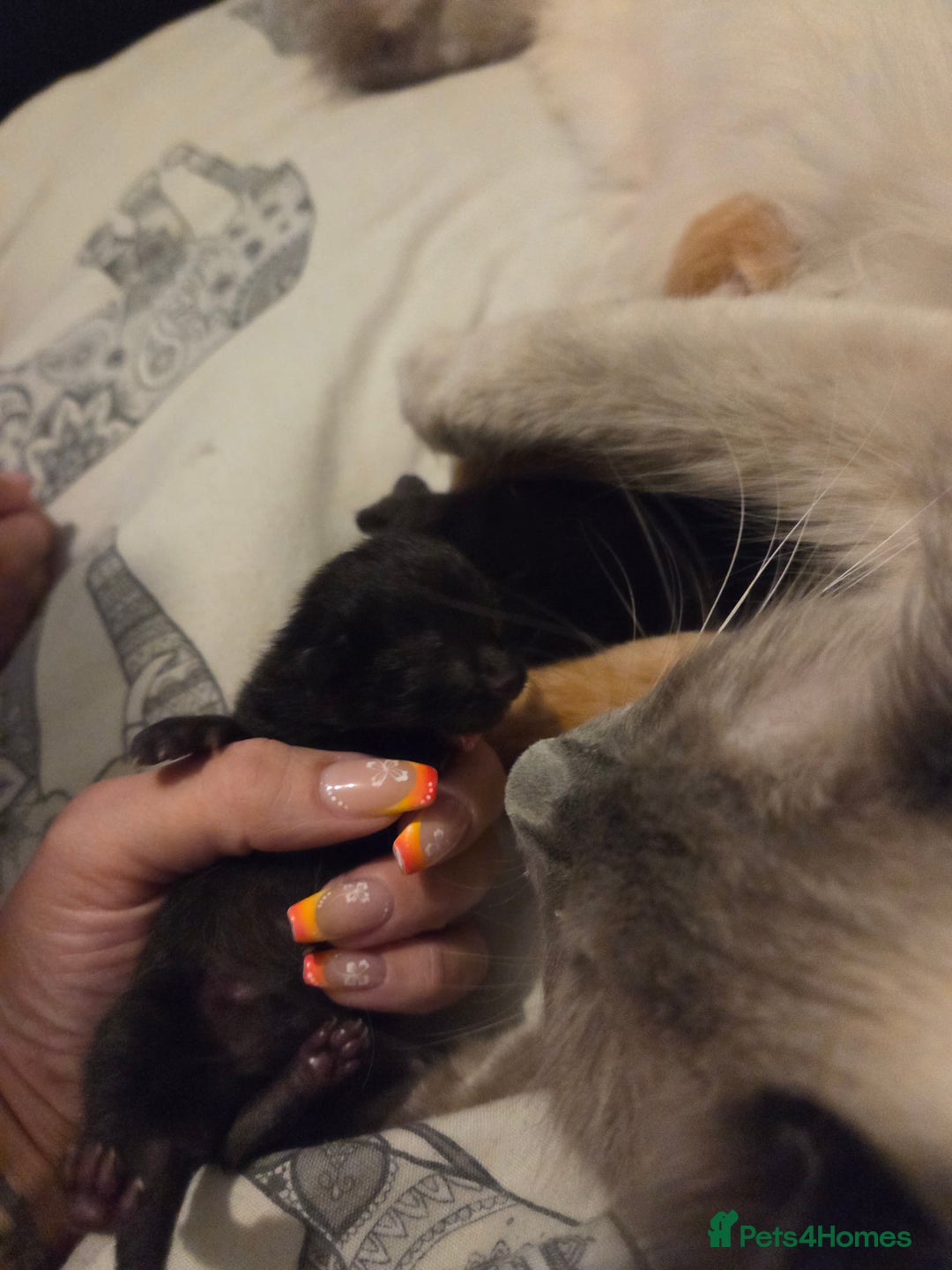 Ragdoll cats for sale: Ragdoll x tabby cat - Image 27