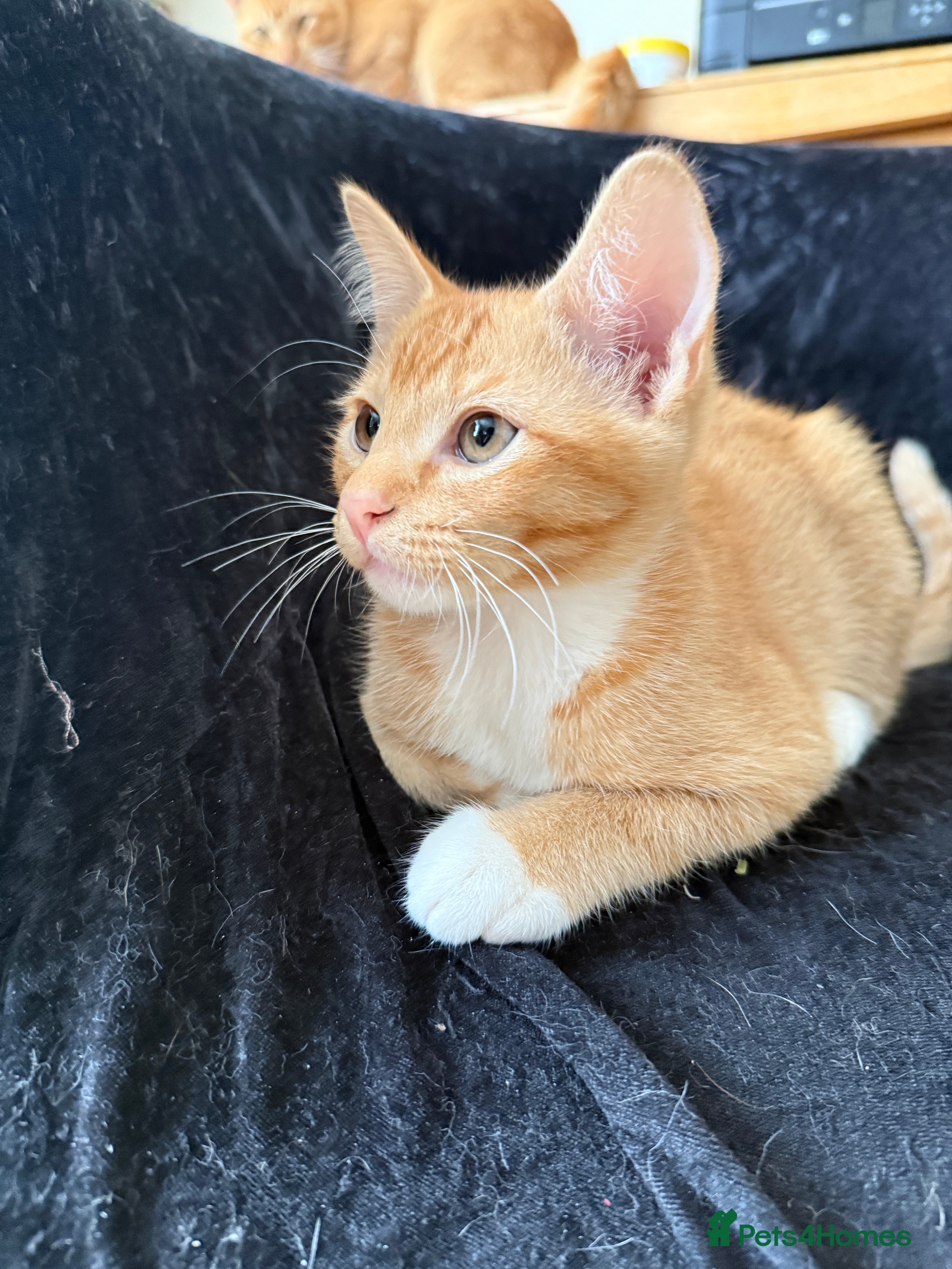 Domestic Shorthair cats for sale: Selling domestic shorthair kittens in Southall - Advert 4