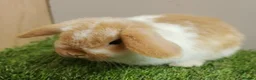 Mini Lop rabbits for sale: Vaccinated wellhandled Mini Lop-please read advert - Advert 6