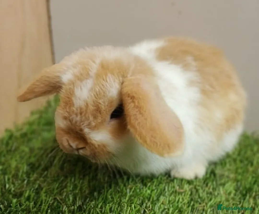 Mini Lop rabbits for sale: Vaccinated wellhandled Mini Lop-please read advert - Advert 6
