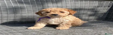 Purple Collar