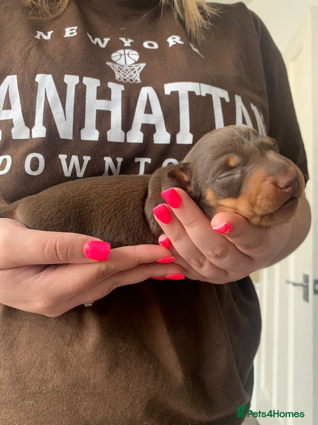 Miniature Dachshund dogs for stud: STUNNING CHOCOLATE DAPPLE FOR STUD ONLY in Benfleet - Advert 4