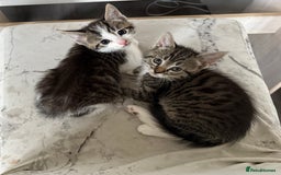 Mixed Breed cats for sale: Three beautiful kittens  - Image 8