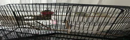 Budgerigars birds for sale: Boy & Girl + Everything else  in London - Advert 4