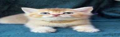 British Shorthair 3