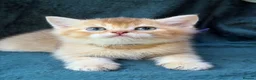 British Longhair cats for sale: TICA BRITISH SHORTHAIR & LONGHAIR KITTENS  - Advert 23