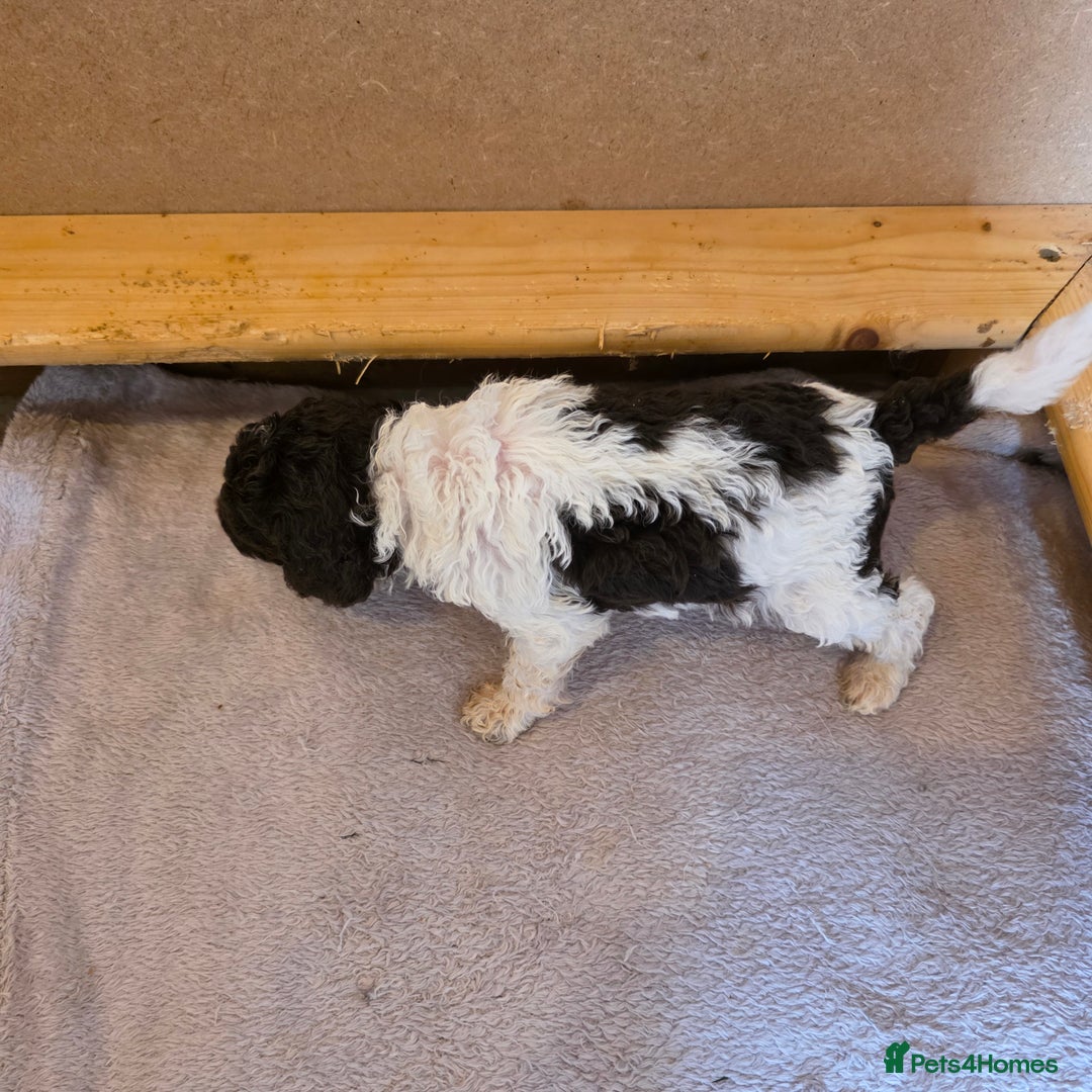 Toy Poodle dogs for sale: Rare Toy Parti Poodles - Image 4