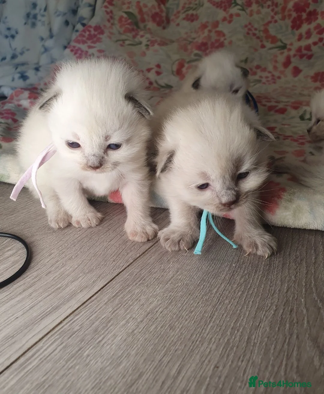 Ragdoll cats for sale: 💖 Beautiful Ragdoll kittens for Sale 💖 - Advert 1