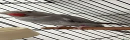 Parrots birds for sale: Grey Indian ring neck  in Romford - Advert 3
