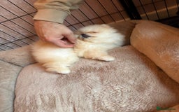 Pomeranian dogs for sale: Teddy Face Pomeranian Champion European Bloodline  - Image 18