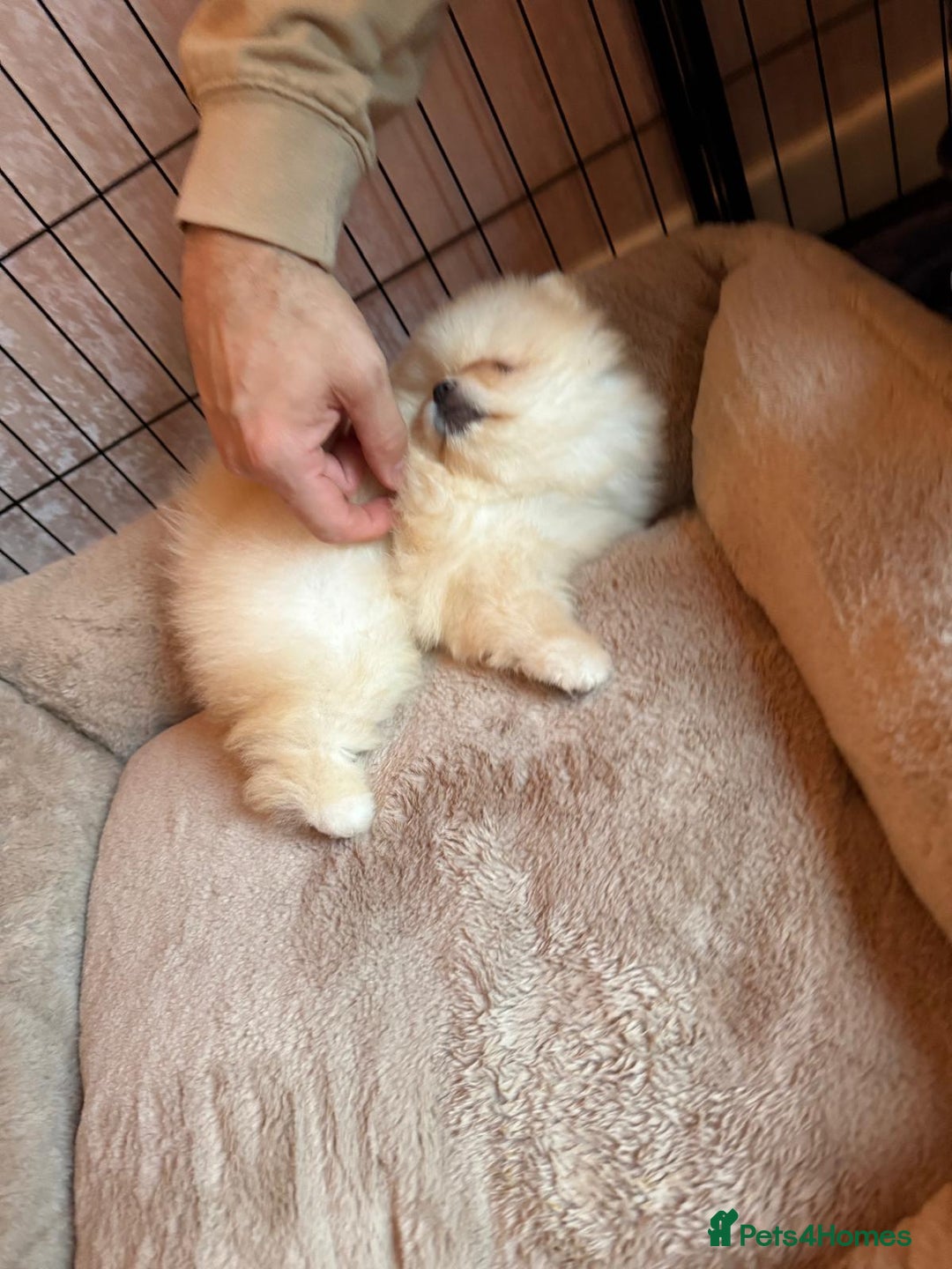 Pomeranian dogs for sale: Teddy Face Pomeranian Champion European Bloodline  - Image 18
