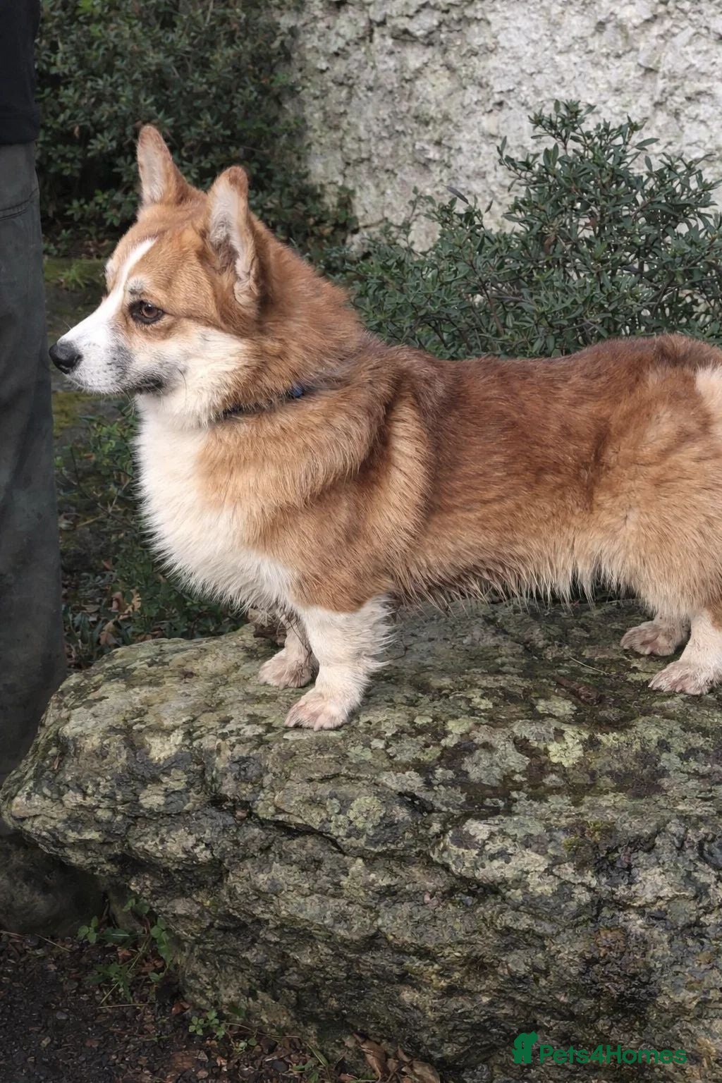 Welsh Corgi Pembroke dogs Pembrokeshire corgi pups - Advert 2