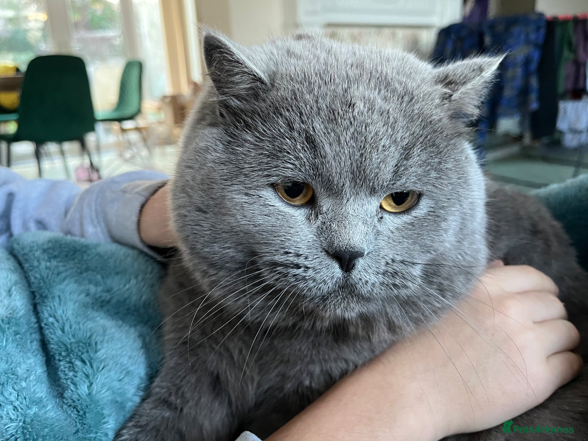 British Shorthair cats British Shorthair for stud service - Advert 1