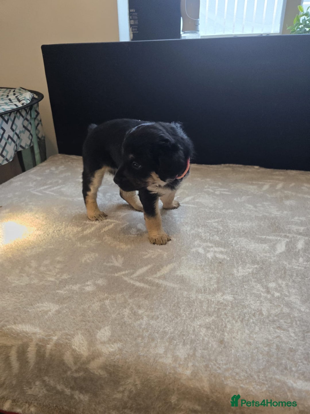 Mixed Breed dogs for sale: READY NOW - Goldador x Labrottie Miniature Puppies - Advert 12