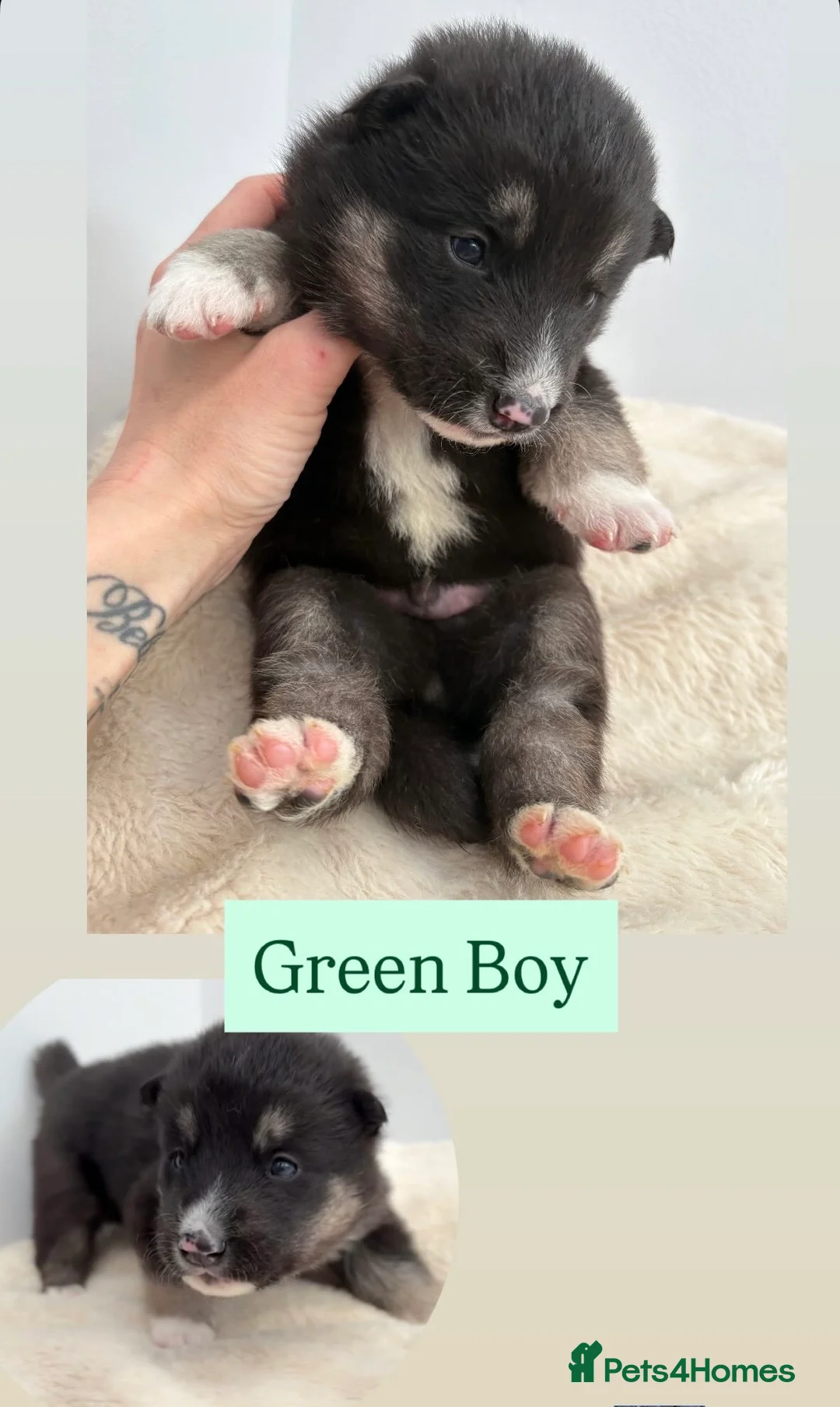 Shepsky dogs for sale: STUNNING SHEPSKY PUPPIES! - Advert 15