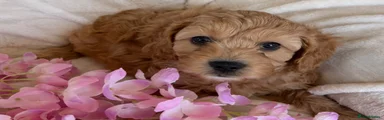 Cavapoo 2