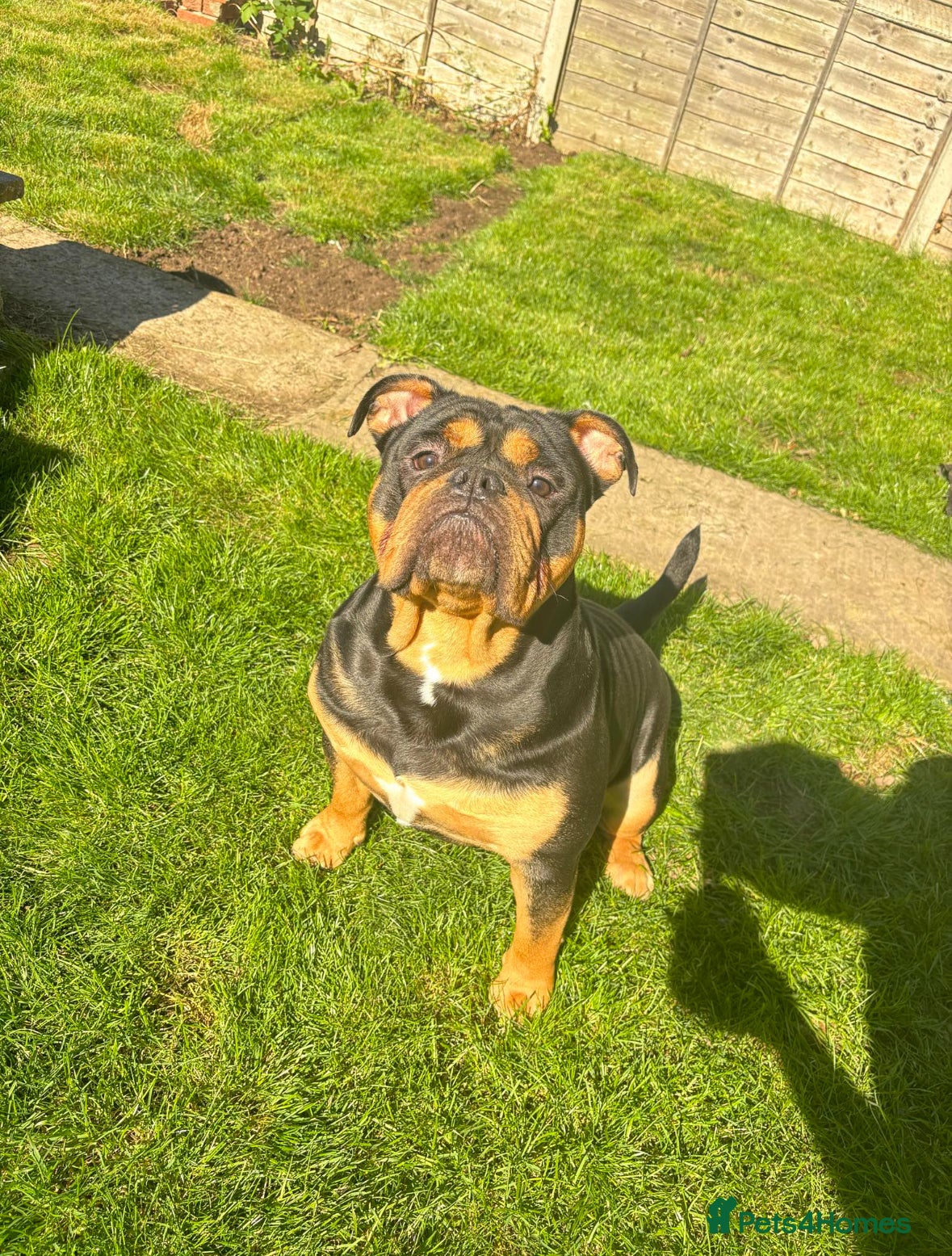 Olde English Bulldogge dogs Benny the old English bulldog - Advert 4