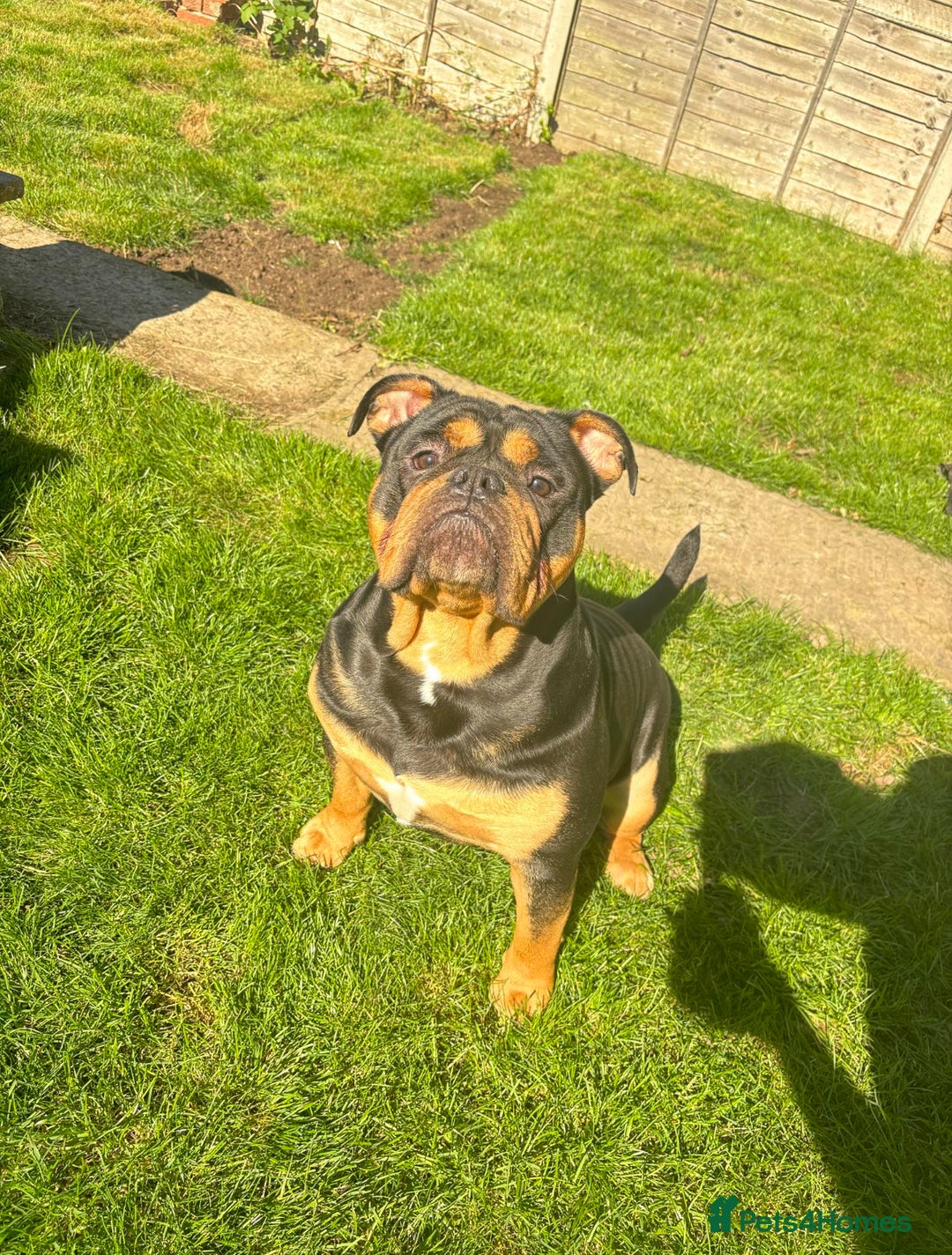 Olde English Bulldogge dogs for sale: Benny the old English bulldog - Advert 1