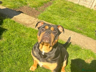 Olde English Bulldogge dogs Benny the old English bulldog - Advert 1