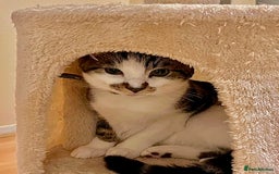 American Shorthair cats for sale: Leo & Levy - Image 5