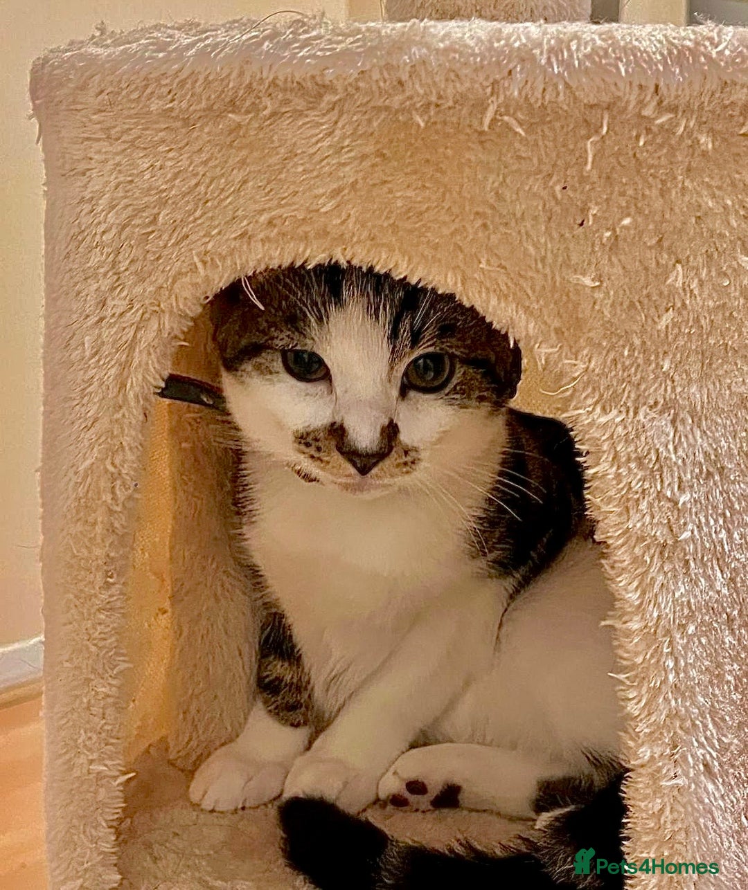 American Shorthair cats for sale: Leo & Levy - Image 5