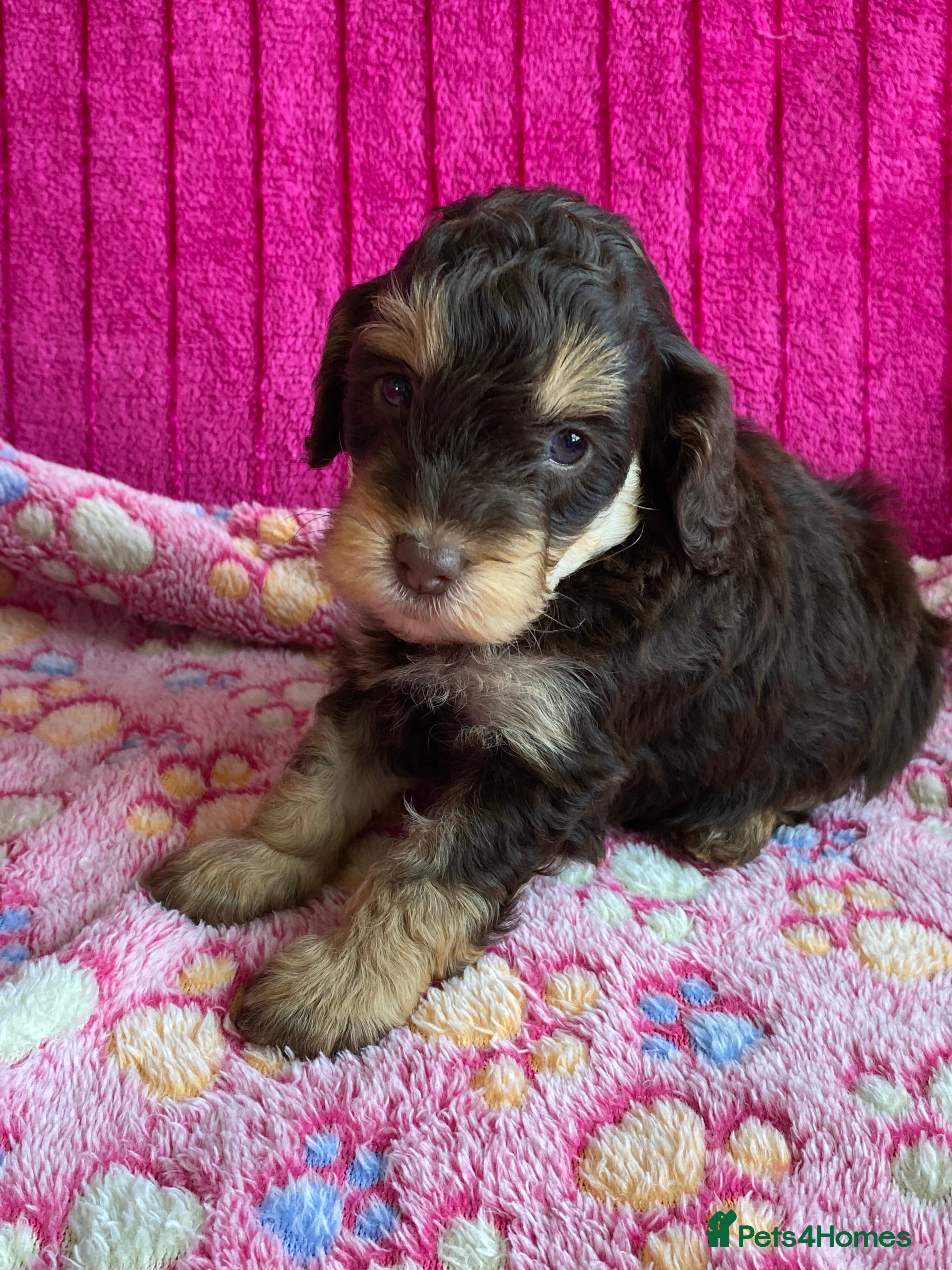 Cockapoo dogs F1b mini cockapoos. Fully health tested  - Advert 2
