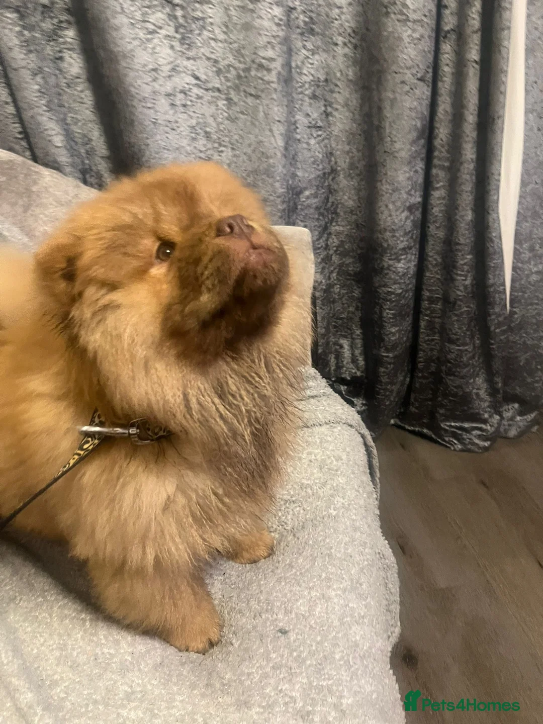 Chow Chow dogs for sale: Chow Chow Kc - Advert 2