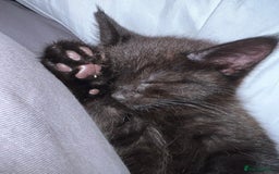 Mixed Breed cats for sale: 2 kittens 9 weeks old....Pumpkin and Boo - Image 9