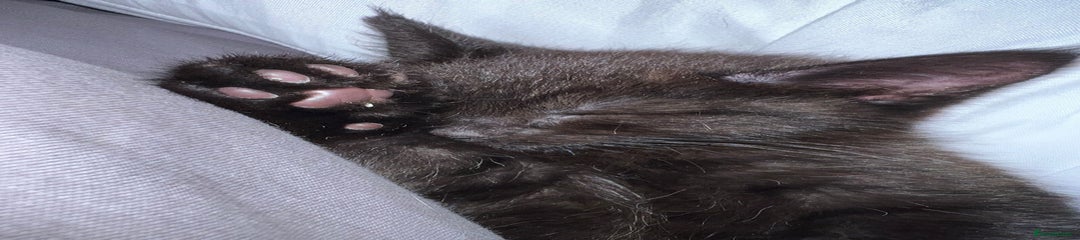 Mixed Breed Kitten 1