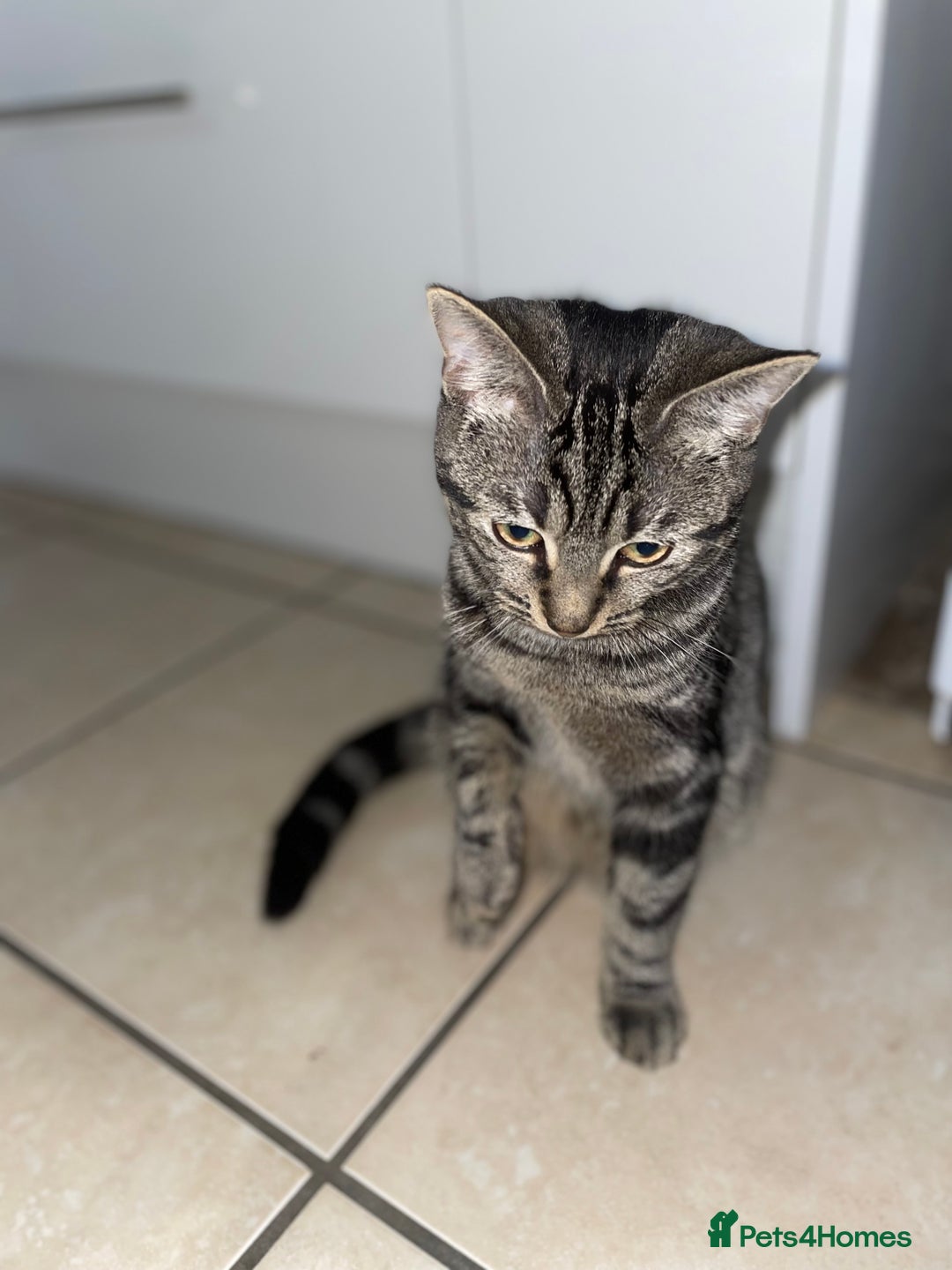 American Shorthair cats for sale: American short hair kitten  - Advert 4