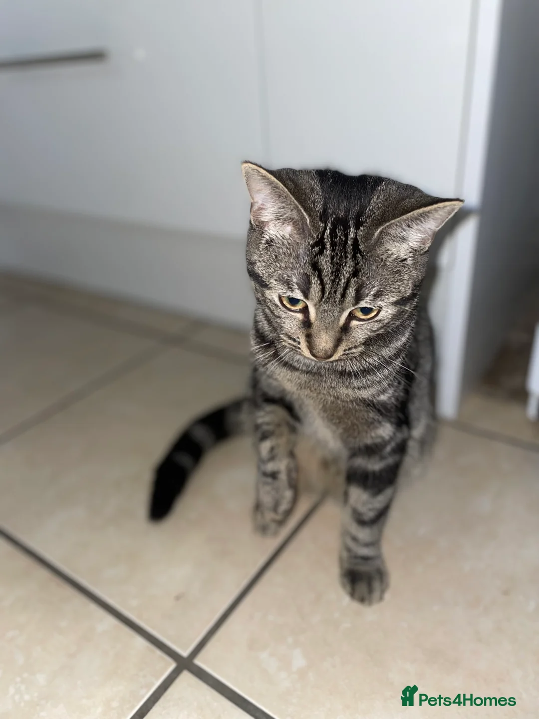 American Shorthair cats for sale: American short hair kitten  - Advert 4