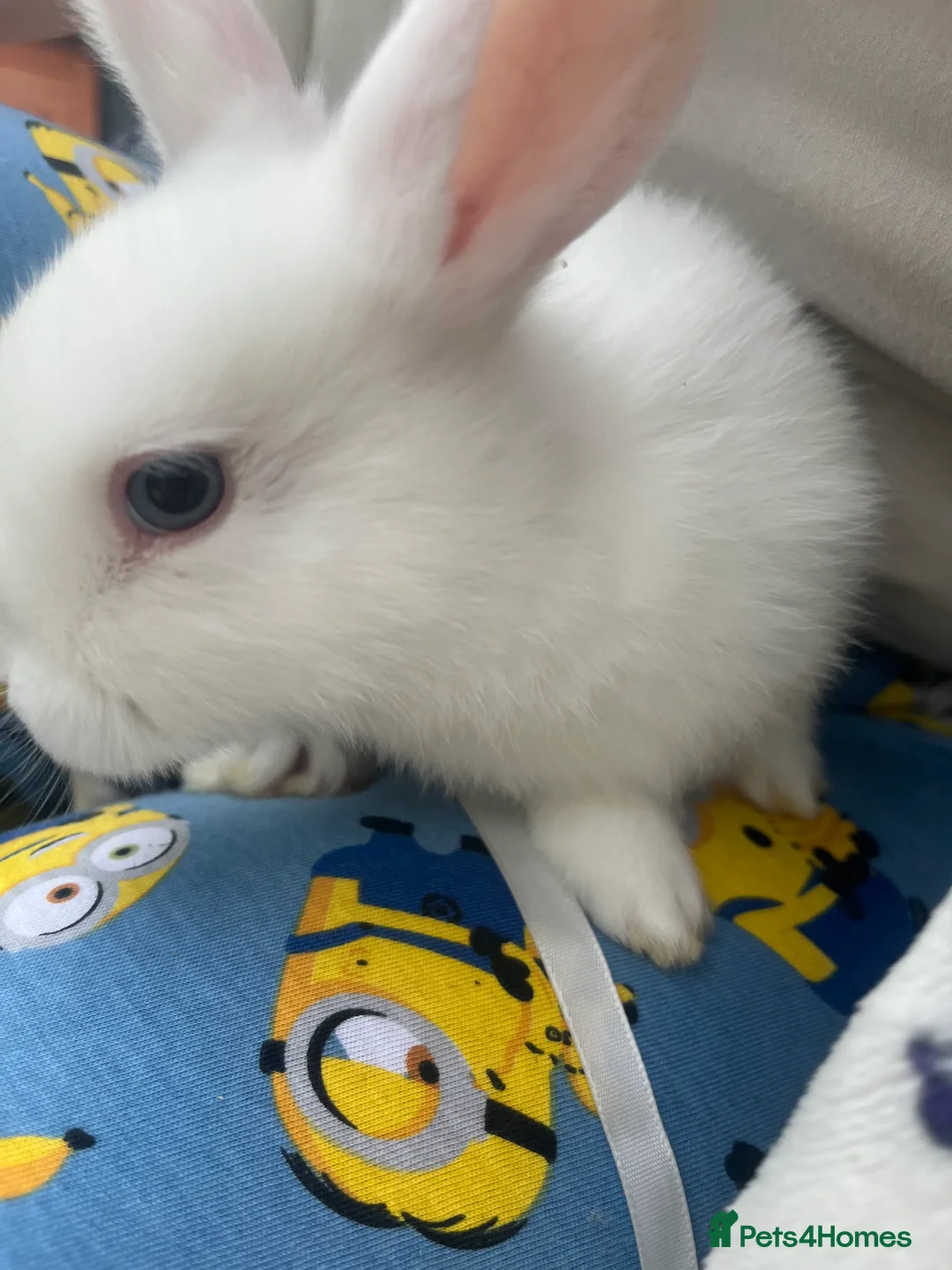 Mixed Breed rabbits for sale: Mini lop cross Dutch bunnies  - Advert 6