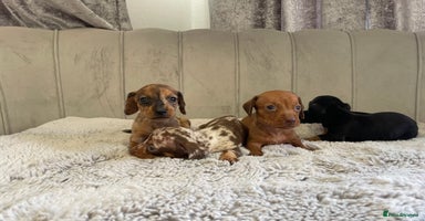 Miniature Dachshund dogs - Advert 2