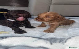 Cockapoo dogs for sale: 3 boy cockerpoos for sale  - Image 4