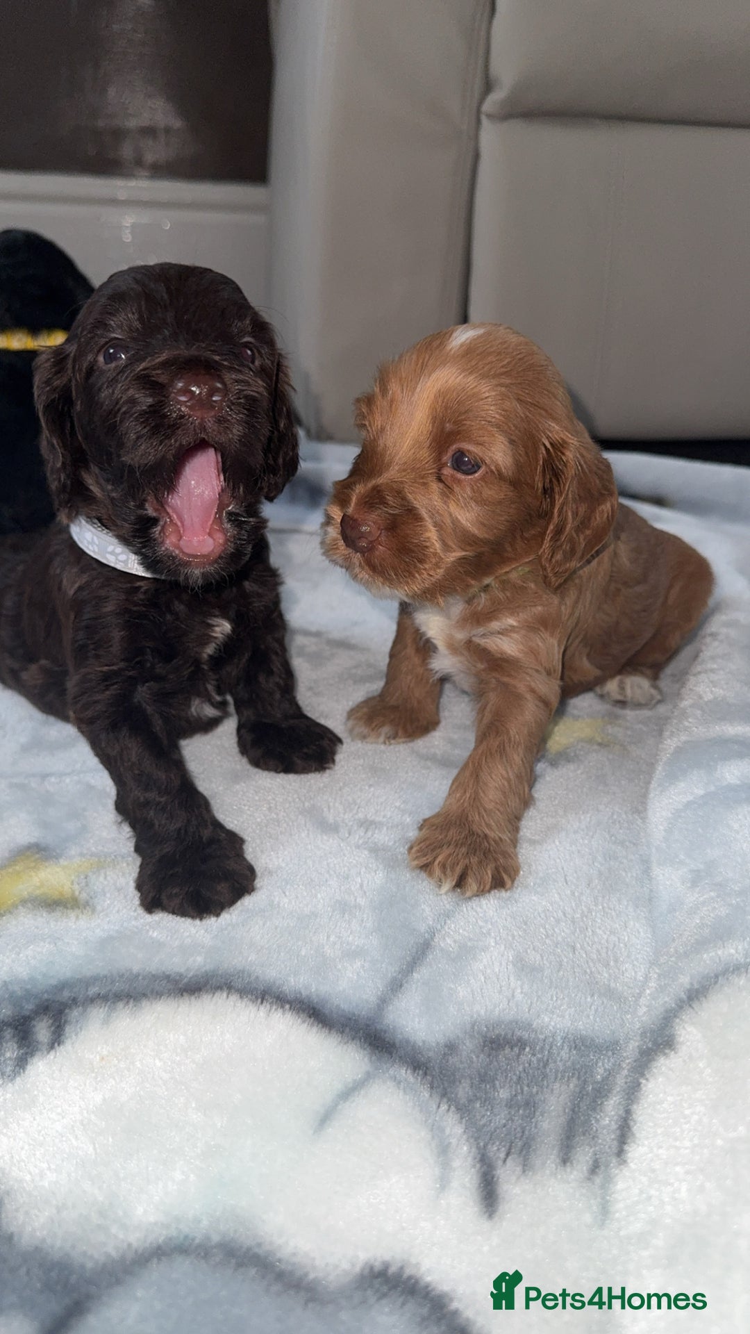 Cockapoo dogs for sale: 3 boy cockerpoos for sale  - Image 4