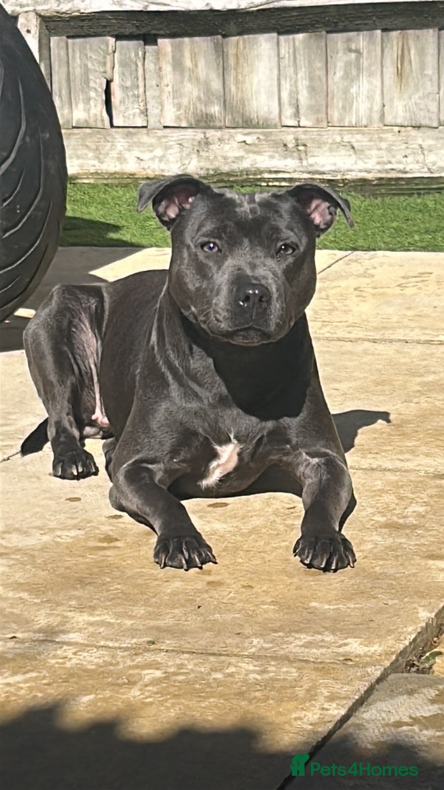 Staffordshire Bull Terrier dogs Blu 💙 - Advert 1