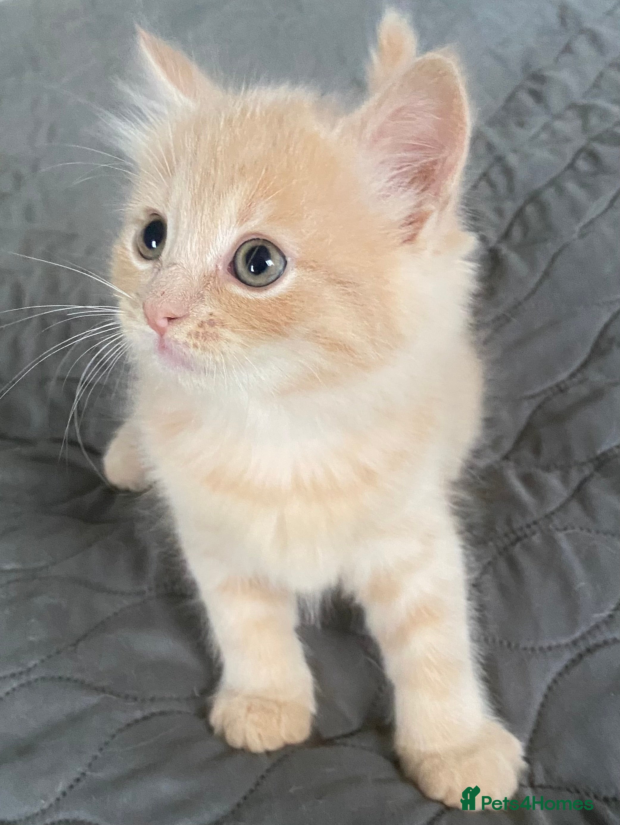 Ragdoll cats Ragdoll Mixed  - Advert 15