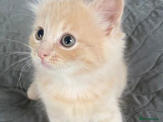 Ragdoll cats Ragdoll Mixed - Advert 9