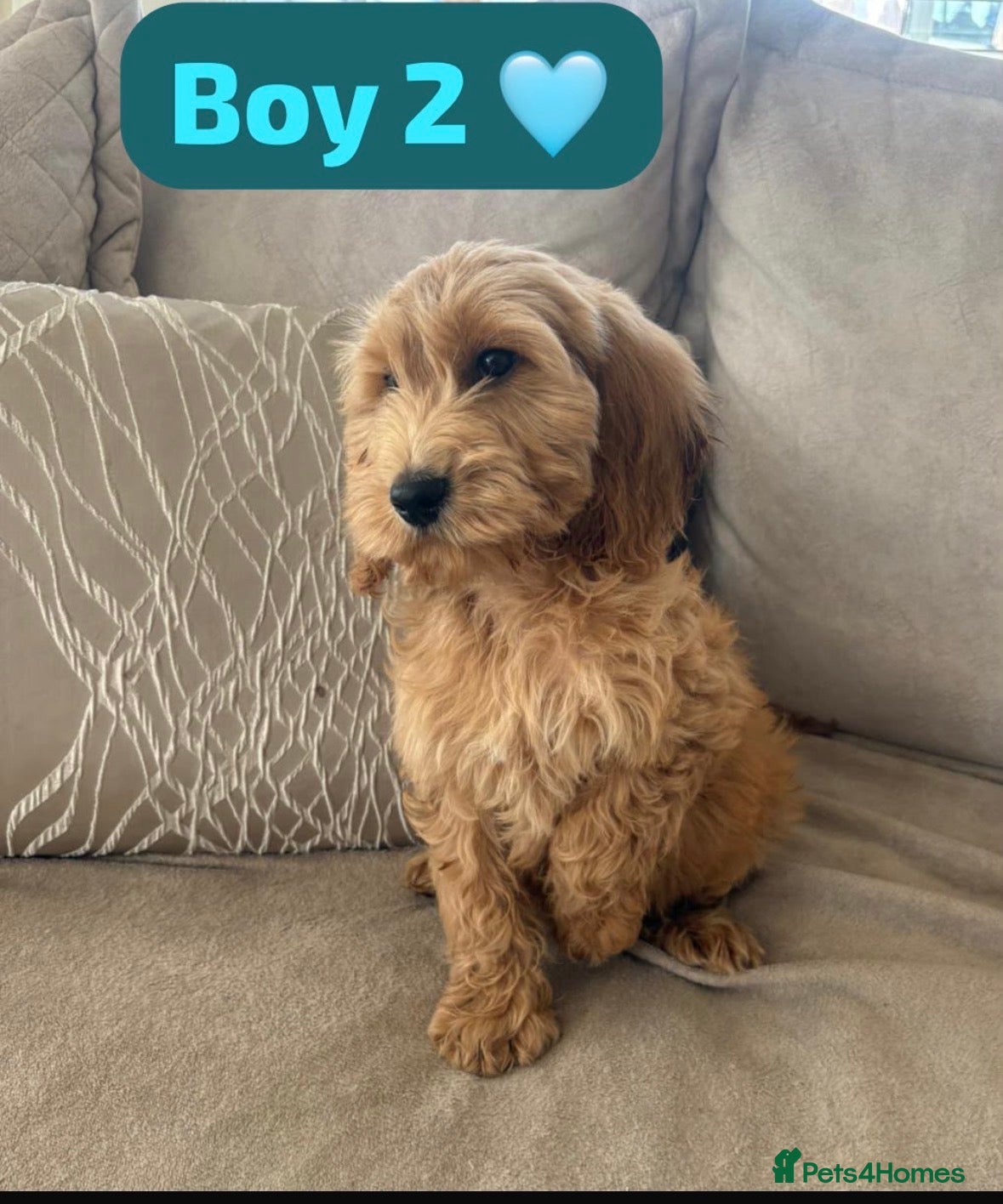 Cockapoo dogs 1 Boy left red F1b cockapoo puppy’s  - Advert 3