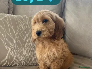 Cockapoo dogs 1 Boy left red F1b cockapoo puppy’s - Advert 3