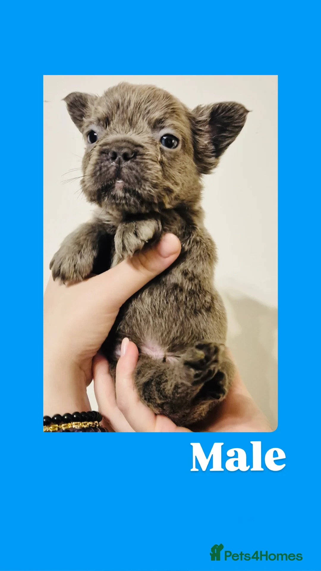 French Bulldog dogs for sale: French Bulldog Fluffy  - Advert 10