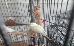 Budgerigars birds for sale: Baby budgies for sale - Image 2