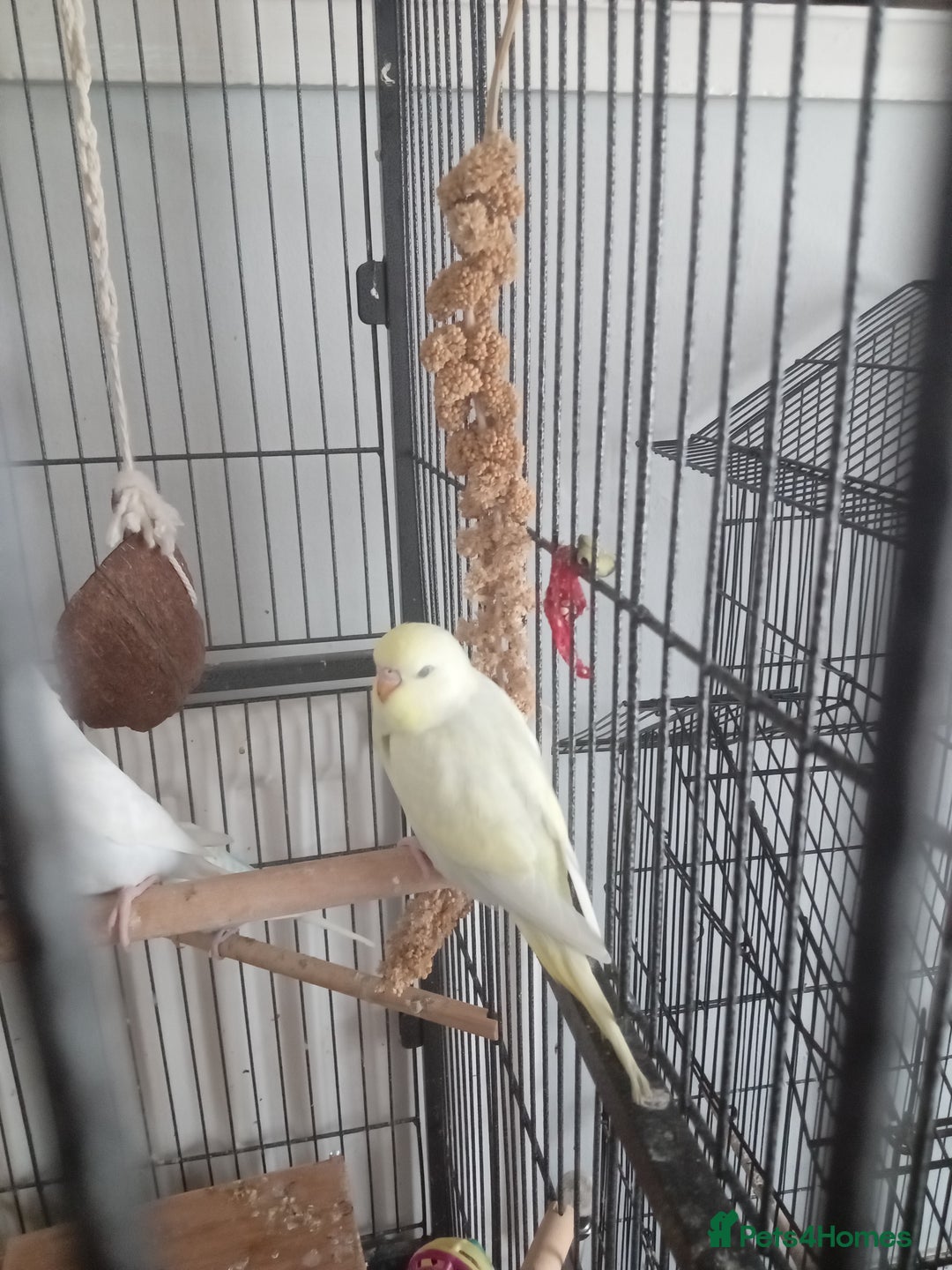 Budgerigars birds for sale: Baby budgies for sale - Image 2