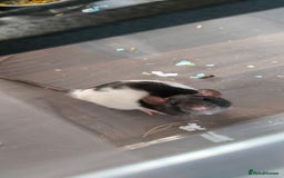 Rat rodents for sale: Male rats - Image 2