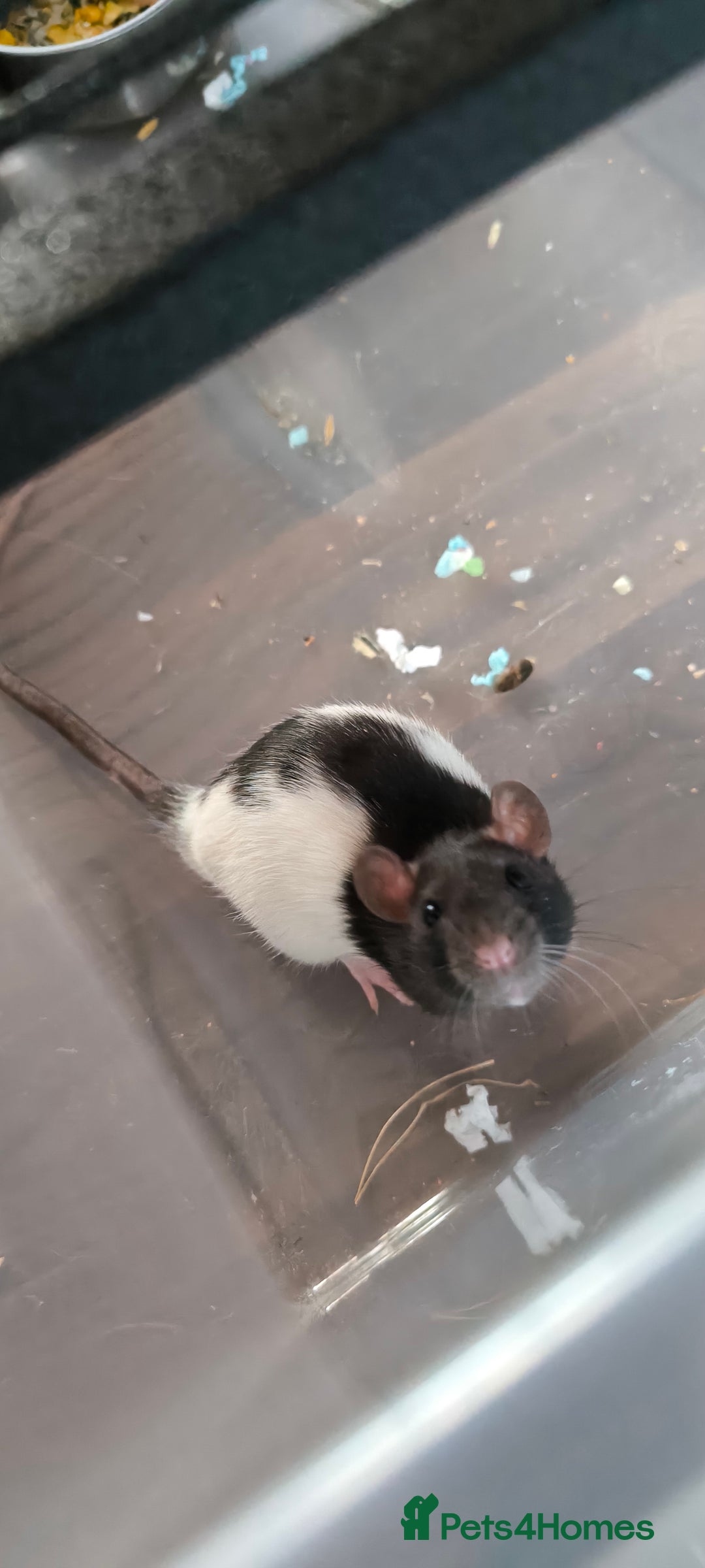 Rat rodents for sale: Male rats - Image 2