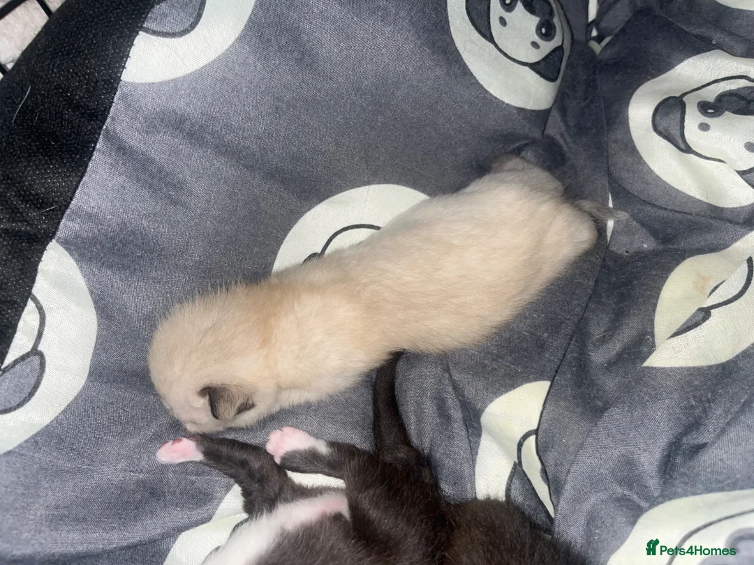 Siamese cats for sale: New born kittens  - Advert 2